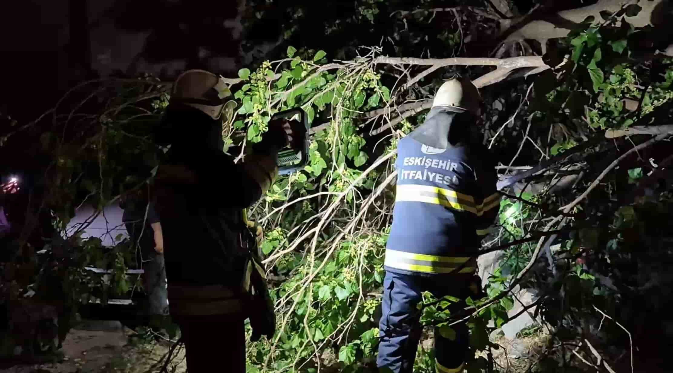Dut ağacı park halindeki araçların üzerine devrildi, faciadan dönüldü-1