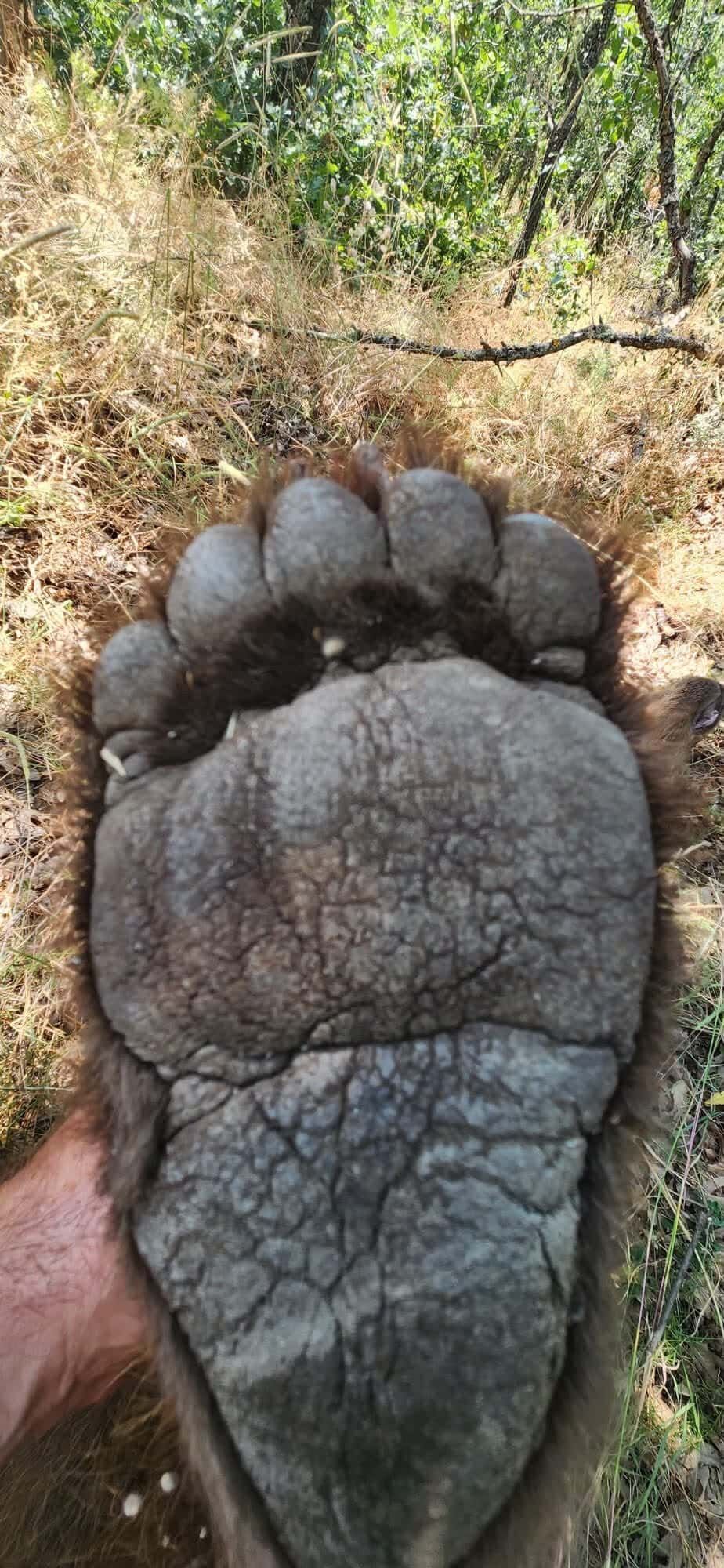 Akıma Kapılan Ayı (1)