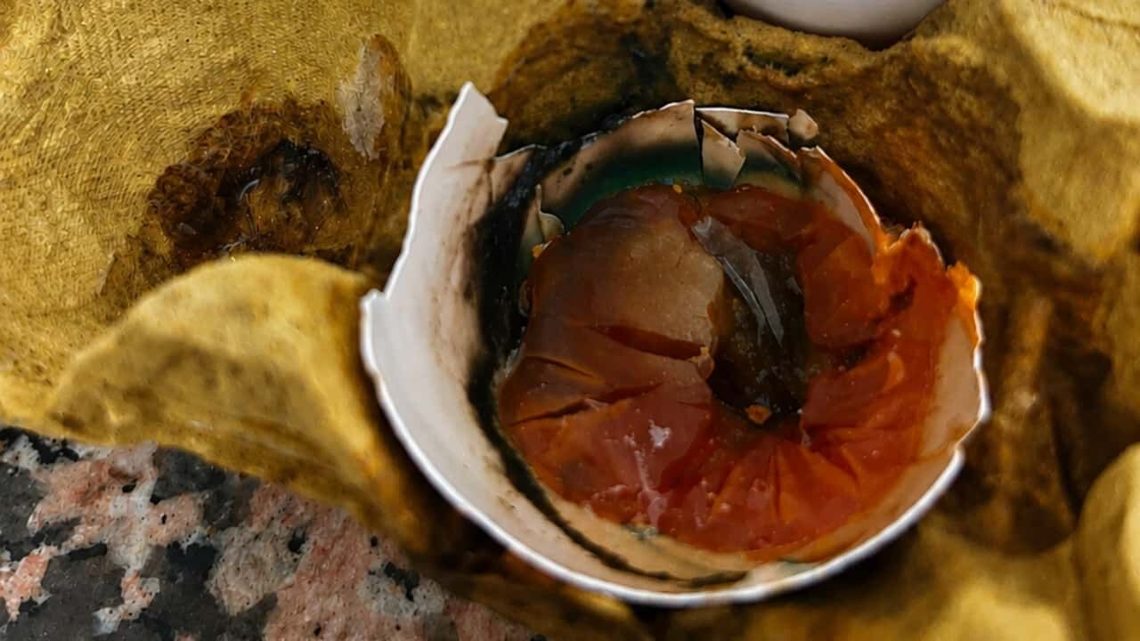 Çürük Yumurta (1)