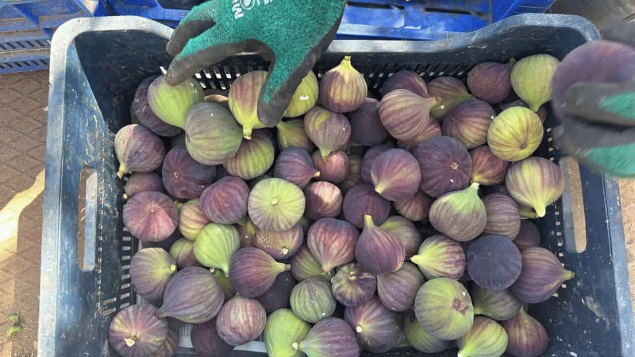 Siyah Kara Incir (1)