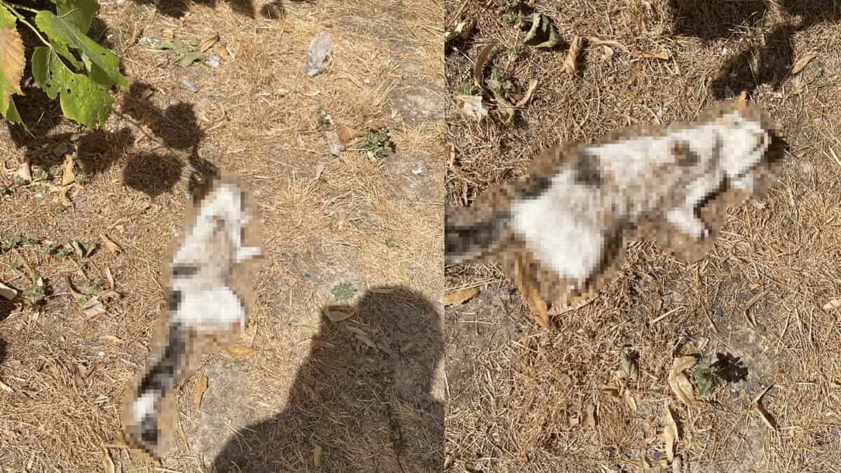 Esnafın beslediği kedi bacakları kesilmiş halde bulundu