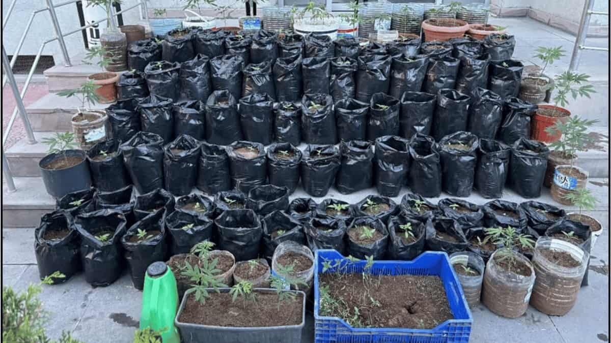 Kenevir-1