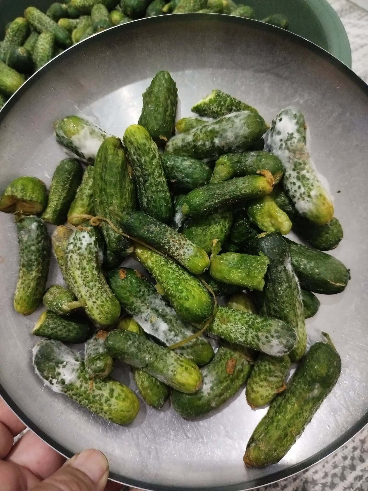 Kornişon Salata (1)