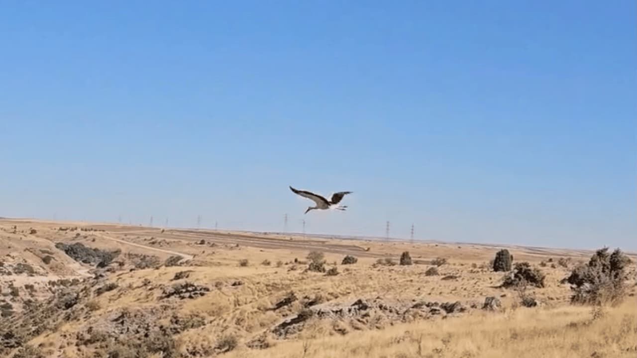 Ölen Eşinin Başında 5 Gün Boyunca Bekleyen Leylek Tedavisinin Ardından Doğaya Salındı1