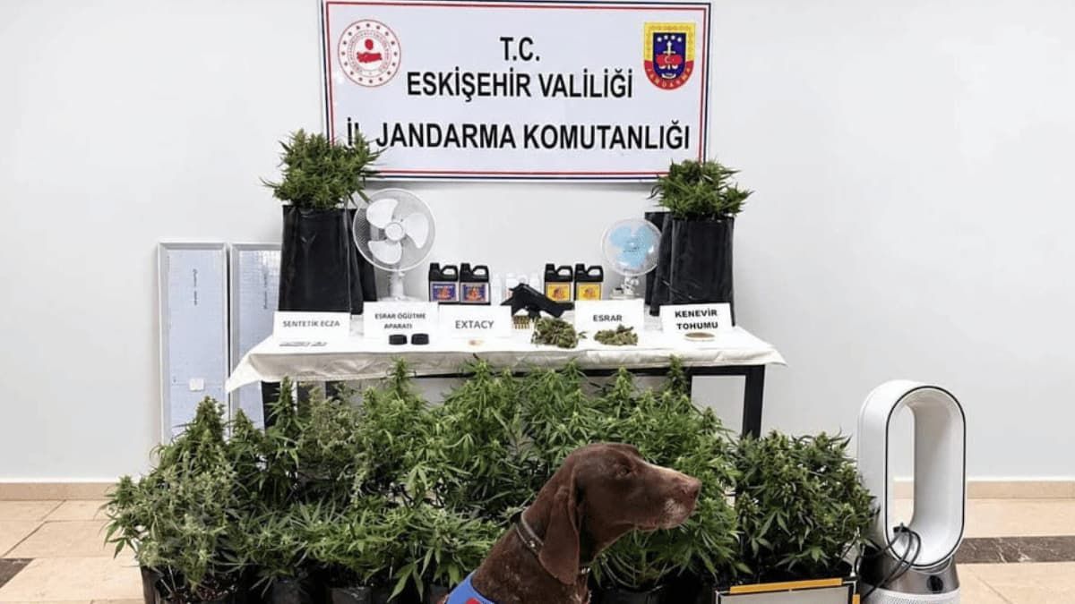 Eskişehir'de 21 Poşet Kenevir Ve Çok Sayıda Uyuşturucu Madde Jandarma Tarafından Ele Geçirildi3