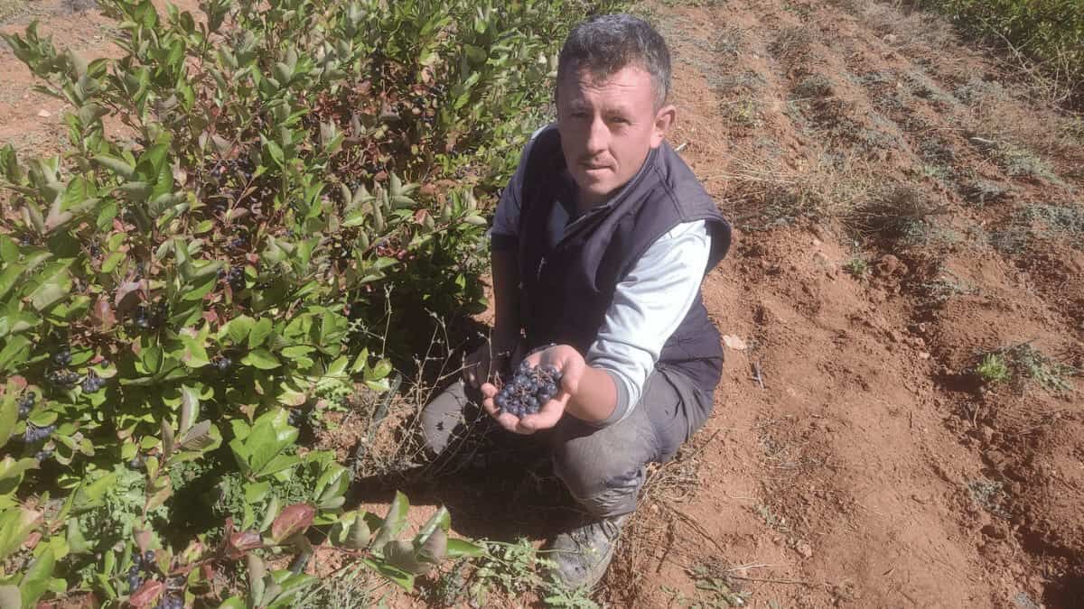 Eskişehir'de Aronya Yetiştiriciliği 'Süper Meyve' Şifa Dağıtıyor1