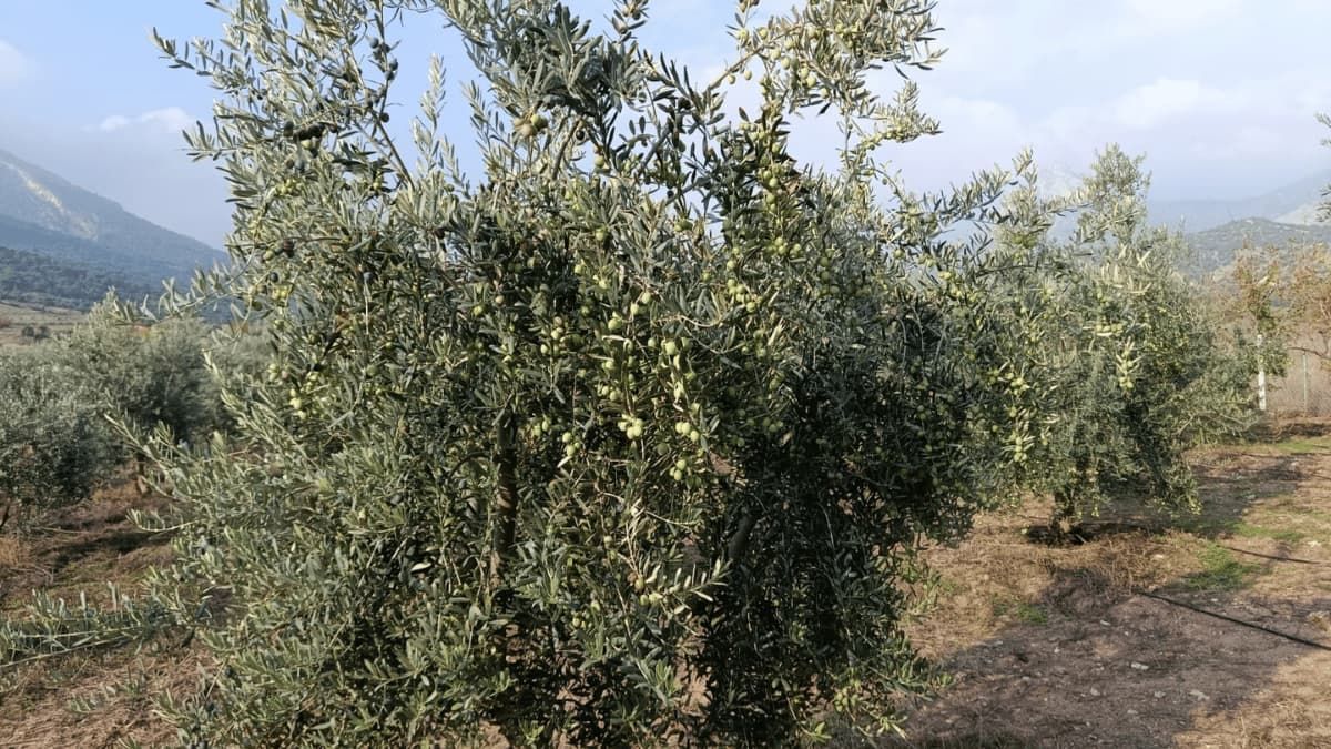 Eskişehir'in Mikroklima Havzasında Zeytin Bereketi