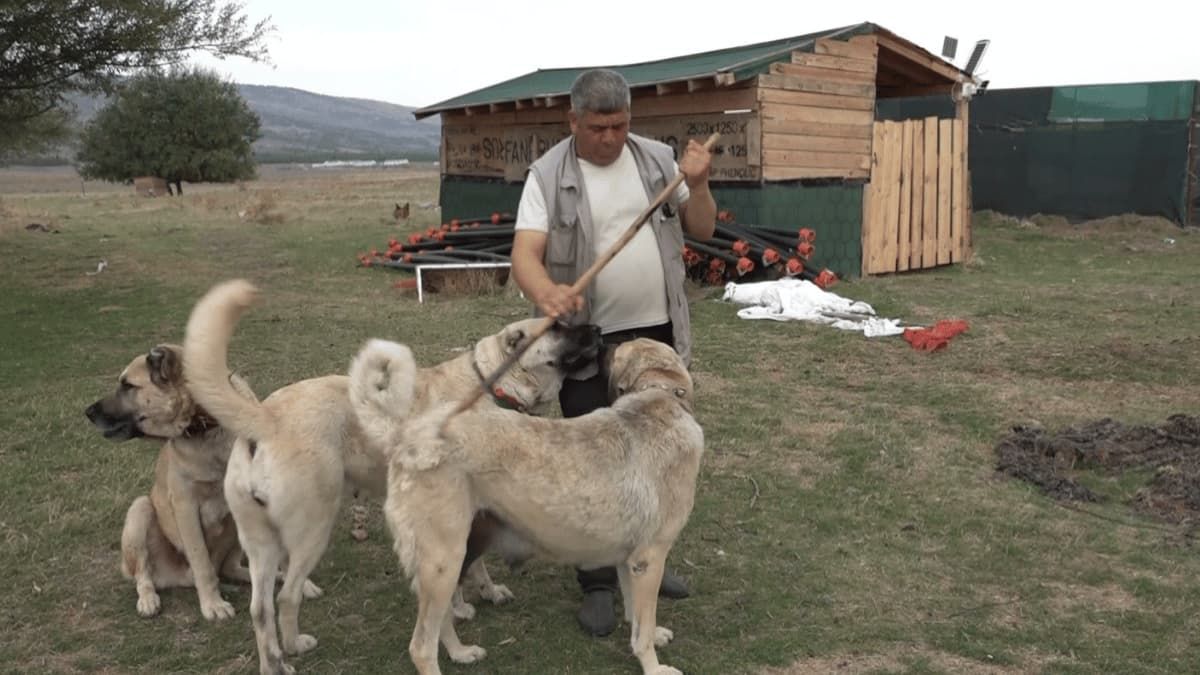 İtalyanlar Türk Çoban Köpeklerine Hayran Kaldı1