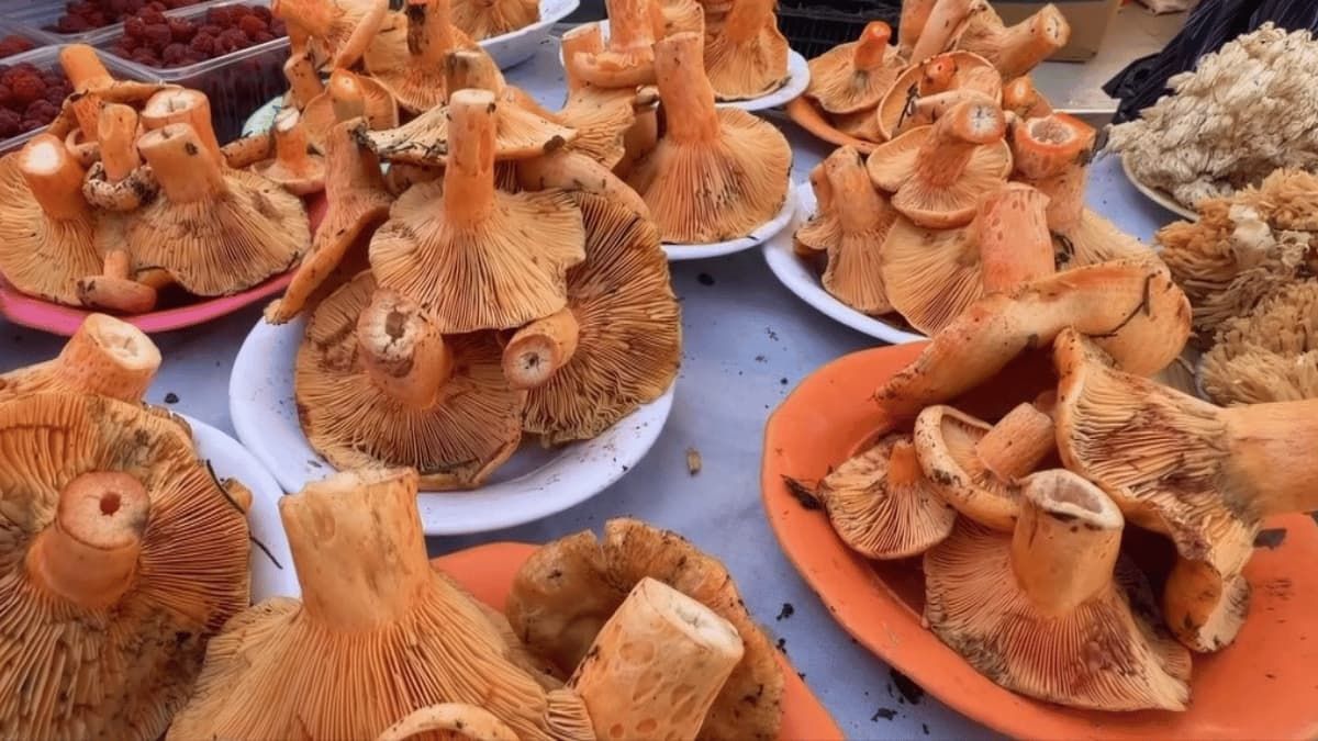 Eskişehir'de yağışların ardından mantar bolluğu: Uzmanlardan zehirlenme uyarısı